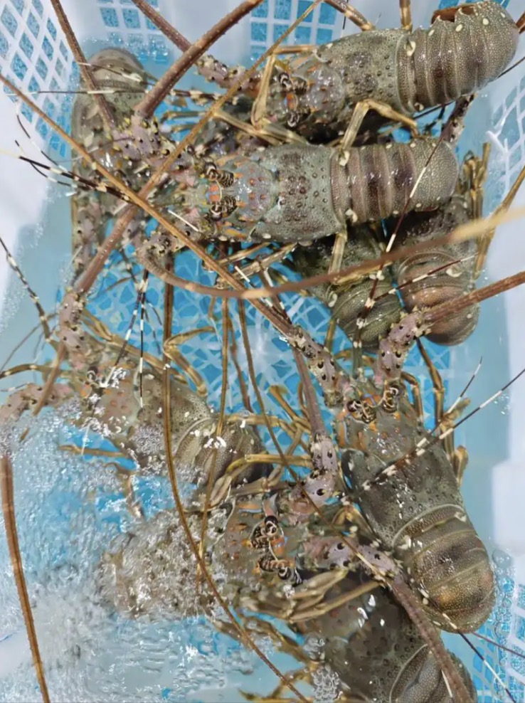 斯里兰卡小青龙